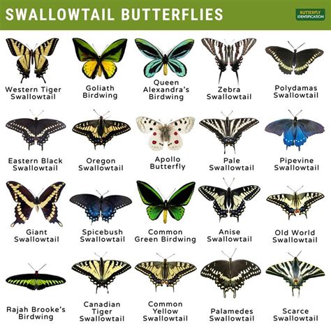 kentucky butterfly identification chart