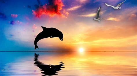 sunsets  dolphins wallpapers wallpaper cave