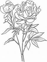 Flower Coloring Peony Pages Flowers Recommended Color sketch template