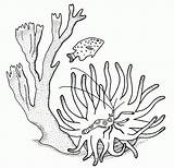 Coral Coloring Pages Printable Nature Drawing Drawings sketch template