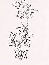 Vine Ivy Poison Edera sketch template