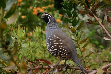 quails wild animals news facts
