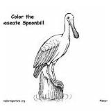 Birds Spoonbill Coloring Roseate Category sketch template