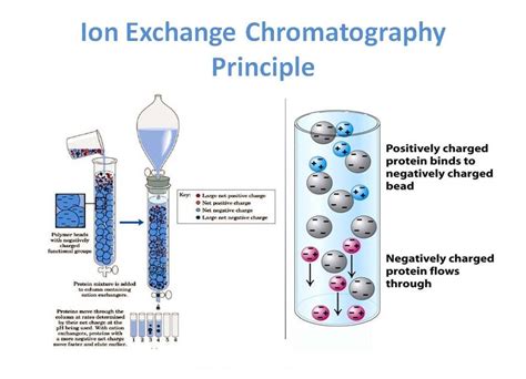 ion exchange chromatography   applications