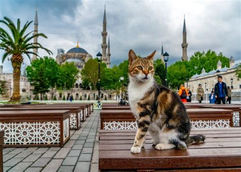 トルコは野良猫に超優しい国！カワイイ猫事情を紹介 ターキッシュ・カルチャークラブ