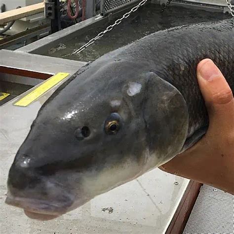 list  pyramid lake fish species updated pond informer