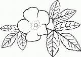 Flower Mewarnai Bougainvillea Bunga Jasmine Mawar Garis Jasminum Book Grandiflorum Officinale Seni Hitam Terbaik Designlooter Unduh 418px 82kb Getdrawings Hiclipart sketch template