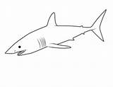 Mako Squalo Colorare Disegni Coloring Pesci Sharks Bambini Makos Requins Printmania sketch template