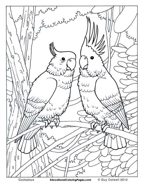 bird coloring pages coloring books animal coloring pages