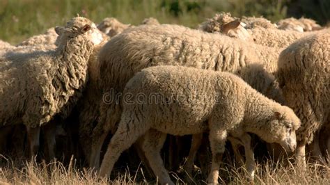 shepherd leads  sheep stock image image  bible