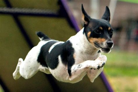 maintenance small sized dog breeds hubpages