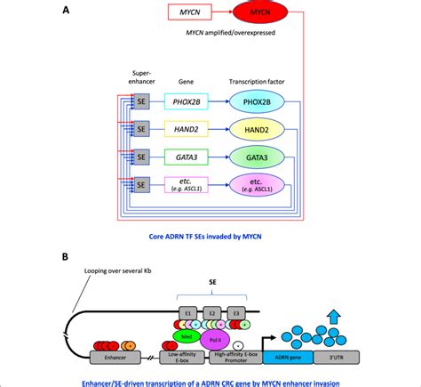 enhancersuper enhancer driven transcription  adrn crc genes  mycn
