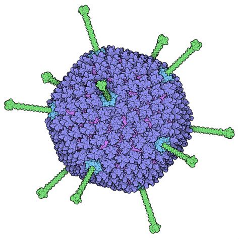 Pdb 101 Molecule Of The Month Adenovirus