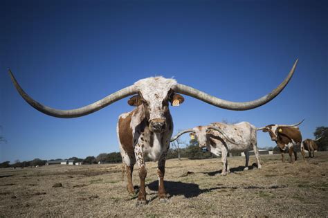 longhorn       race   biggest horns  texas kut