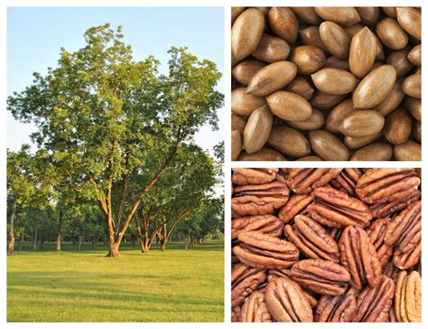 hardy pecan tree carya illinoinensis king nut native fruit tree seeds