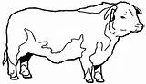 Cow Hereford Vaca Colorir Gado sketch template