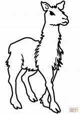 Lama Ausmalbilder Colorare Llamas Dibujar Ausmalen Tiere Lamas Alpaka Disegni Colorier Animals Guanacos Moose Exotic Modeste Junges Categorie Categorías sketch template