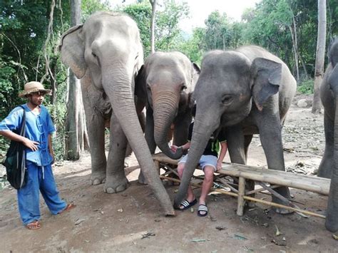 Samui Elephant Sanctuary Bophut 2019 Everything You Need To Know