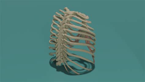 Full Rib Cage Model From High Resolution Ct Stl File For 3d Printing