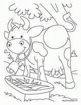 Coloring Pages Cows Cow Popular sketch template