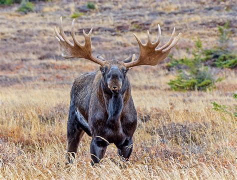 marvelous facts  moose