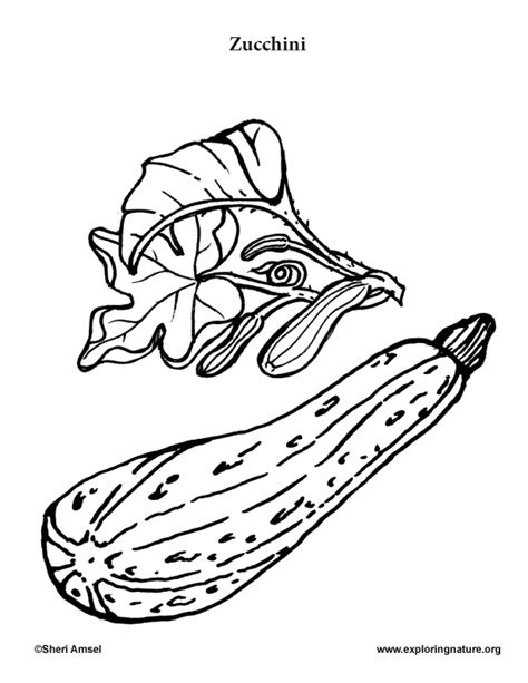 zucchini coloring pages coloring home