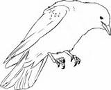Druku Kolorowanka Kawka Cuervo Mockingbird Bluebonnet Kura Crows Zwyczajna Cuervos Kolorowanki Ptaki Pencil Kategorii Supercoloring Gęś Weekendowo Pixabay sketch template