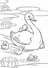 Duck Coloring Mother Babies Pages Her Mom Swans Baby Animals Swan Kids Animal Print Color Printable Netart Drawings Bird Popular sketch template