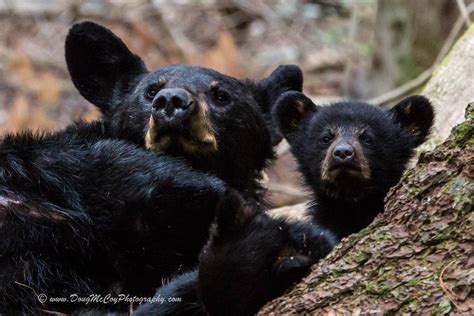 Black Bear Mother And Cubs 1634