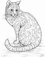 Calico Cat Coloring Pages Printable Getcolorings Color sketch template