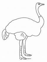 Ostrich Autruche Avestruz Kleurplaten Struisvogel Afrique Kinderen Afdrukbare sketch template