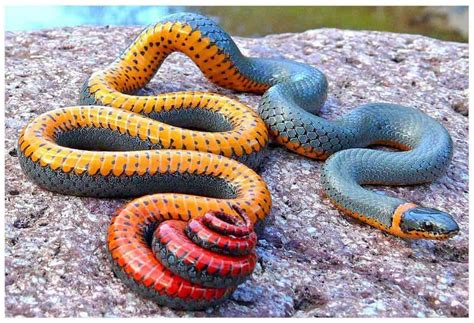 venomous snakes   united states regal ringneck snake