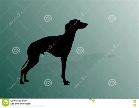 italian greyhound vector stock vector illustration of image 79788252