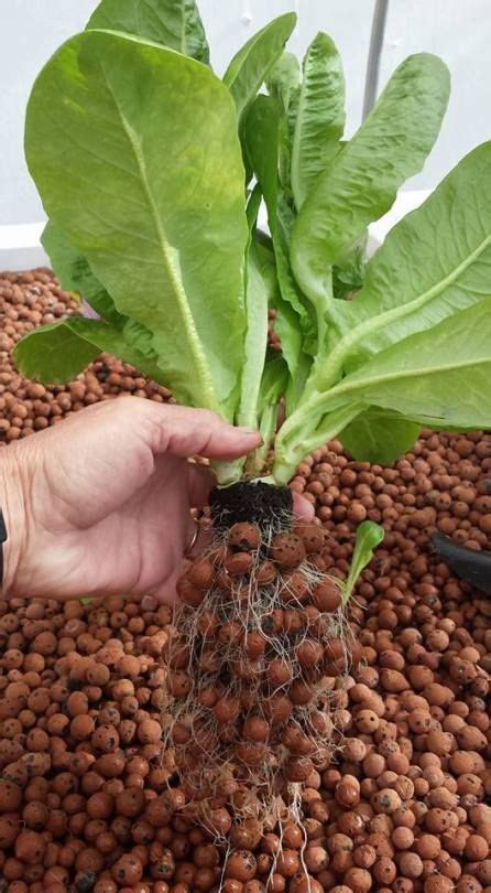 pin  hydroponic gardening