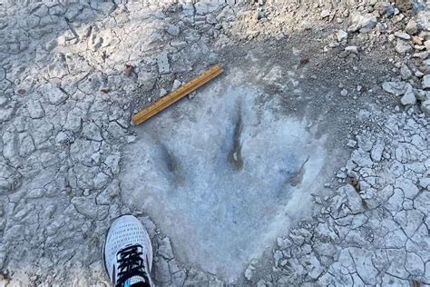 dinosaur tracks revealed  dried  texas river