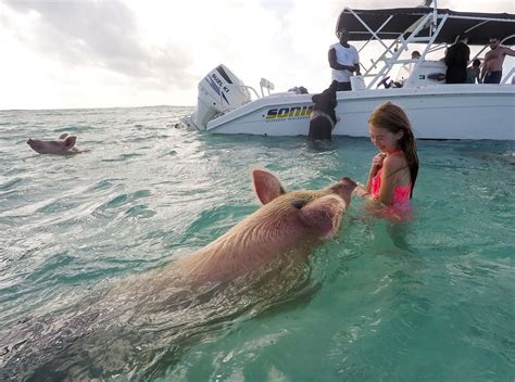 cool   swim   pigs   bahamas ideas