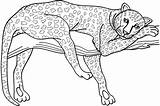 Leopardo Rama Acostado sketch template