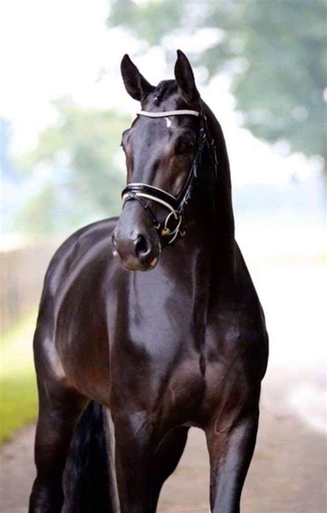 stunning black bay hanoverian gelding horses   consideration