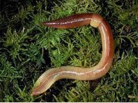 interesting annelid facts  interesting facts