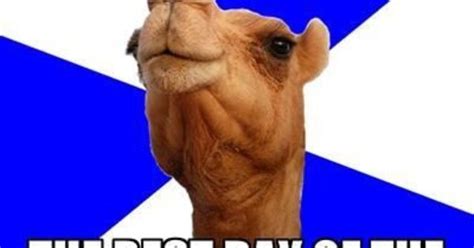 hump day humpday camel wednesday cute and silly
