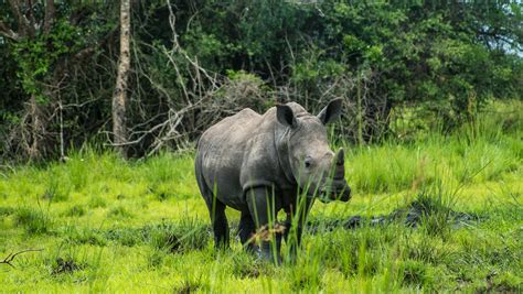ziwa rhino sanctuary uganda
