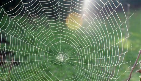 spider web exposures  blog
