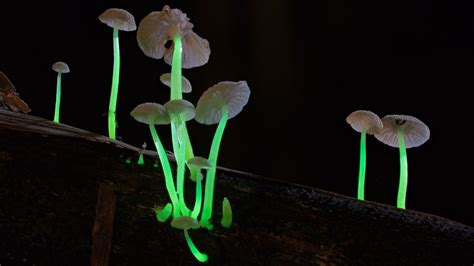 mysterious  bioluminescent mushroom glows  meghalaya