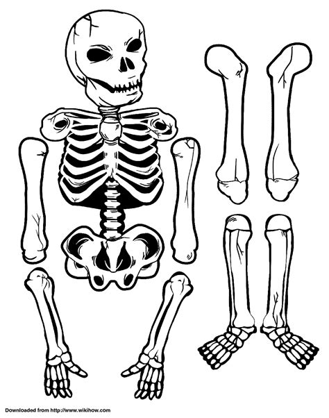 printable skeleton craft  halloween