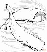 Coloring Pages Whales Sperm Bowhead Printable sketch template