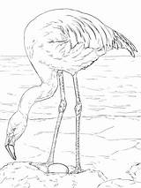 Flaming Flamant Kolorowanka Flamingo Kategorii Adulta Pájaro Coloración Aves Druku sketch template