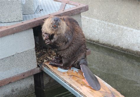 how do you sex a beaver squeeze and sniff — high country news know