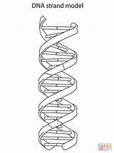 Dna Coloring Strand Model Drawing Pages Biology Rna Printable Helix Double Color Tattoo Adn Differences Structural Supercoloring Between Diagram Crafts sketch template