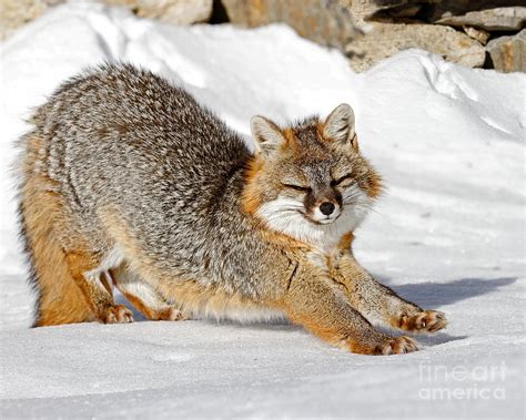 Gray Fox Stretching Photograph By Lloyd Alexander