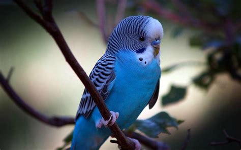 parakeet budgie parrot bird tropical  wallpapers hd desktop